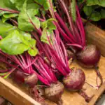 Fresh beetroots